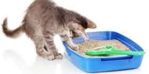 Cat Litter Bentonite