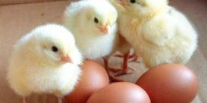 Brown Poultry Eggs