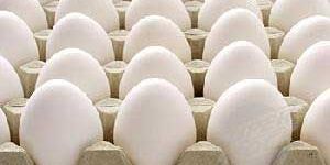 White Poultry Eggs