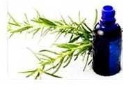 Rosemary Oil