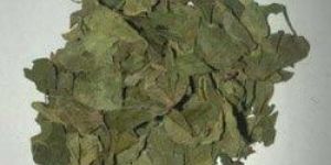 Dried Gurmar Leaves