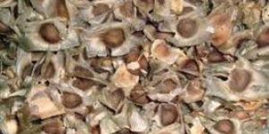 Moringa Seed