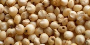 White Sorghum Seeds
