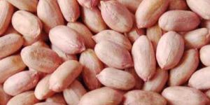 Groundnut