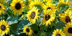 Sun Flower Seeds