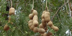 Tamarind
