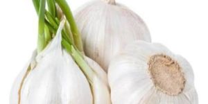 Fresh Garlic