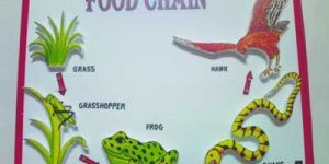 Food Chain