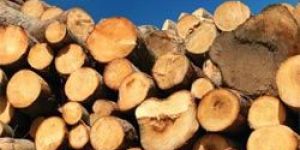 Pine Wood Logs