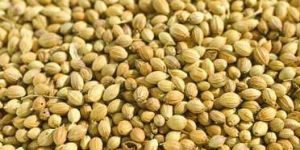 Coriander Seeds