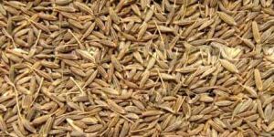 Cumin Seeds