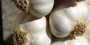Dehydrated Garlic