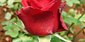 Dutch Red Rose