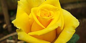 Gold Strike Yellow Rose