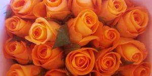 Tropical Amazon Rose