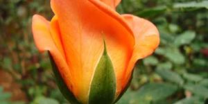 Tropical Amazon Rose