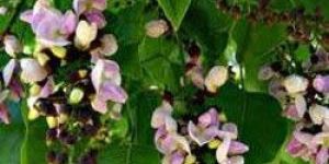 Pongamia Pinnata Plant