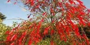 Russelia Juncea Plant