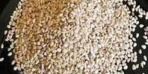 Sesame Seeds