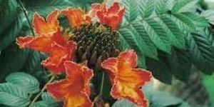 Simul (Spathodea Canpanulata)