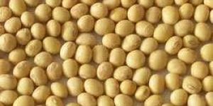 Soybean Seed