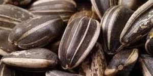 Sunflower Seed