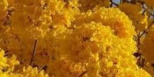 Tabebuia Plant- Tabebuia Argentea