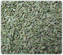 Fennel Seeds Europe