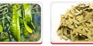Senna Leaves / Pods