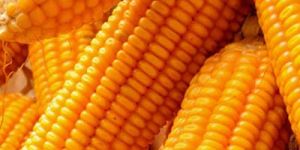 Maize