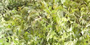 Fresh Curry Leaves
