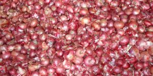 Red Onion