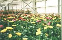 Tissue Cultured Plants