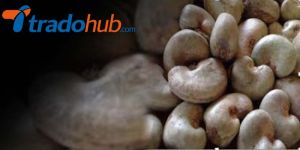 Raw Cashew Nuts