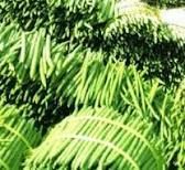 Drum Stick Vegetable