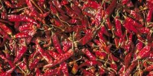 Red Chillies