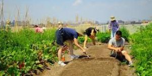 Corporate Farming Services