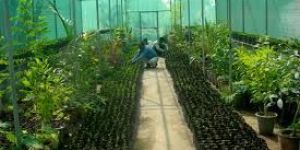 Greenhouse Services