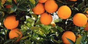 Organic Farming Services