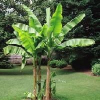Banana Plants