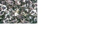 Moringa Seed