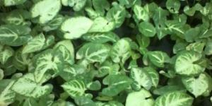 Syngonium White Butterfly