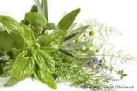 Herbal Plants