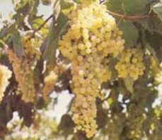 Wine Grapes