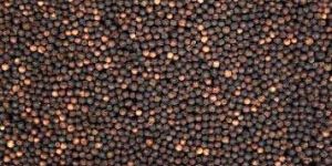 Black Pepper Seeds