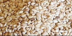 Sesame Seed