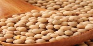Soybean Seeds