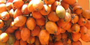 Ripe Areca Nuts