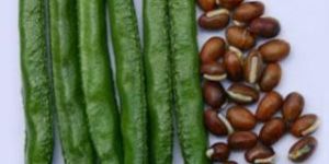 Dolichos Beans