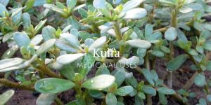 Kulfa Seed